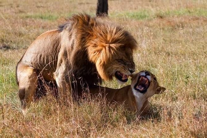 5 Days Lake Nakuru-Lake Naivasha & Maasai Mara Safari - Who should book this safari?