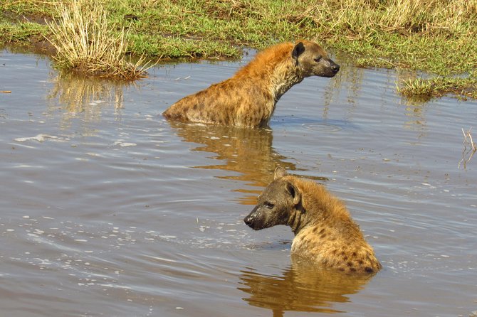 5 Days Lake Nakuru-Lake Naivasha & Maasai Mara Safari - Day 3: Moving on to Maasai Mara