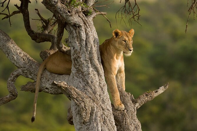 5 Days Magical Kenya Safari Private Tour - Day 2: Thompson’s Falls and Lake Naivasha