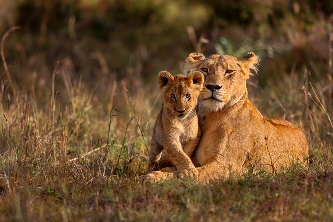 5 Days Masai Mara, Lake Nakuru & Naivasha Budget Joining Safari - Day 4: Flamingos, rhinos, and Lake Naivasha