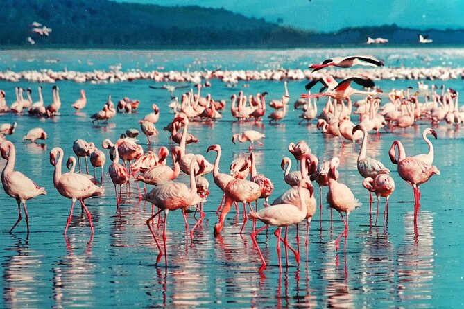 5 Days Masai Mara, Lake Nakuru & Naivasha Budget Joining Safari - What the $810 price really covers