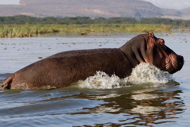 5 Days Masai Mara, Lake Nakuru & Naivasha Budget Joining Safari - Day 2: A full Masai Mara wildlife day