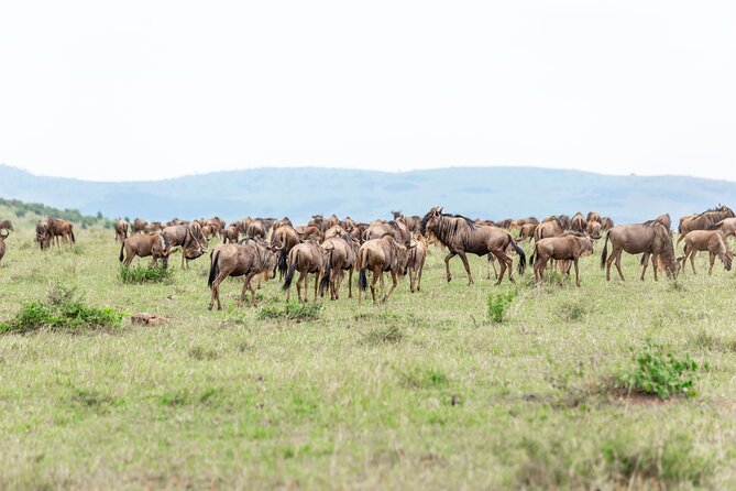 5 days Masai Mara Wildebeest migration safari - Is $2,660 good value?