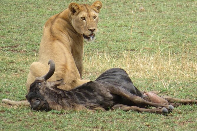 5 days Masai Mara Wildebeest migration safari - First afternoon in the Masai Mara