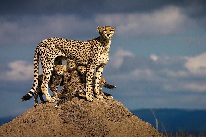 5 Days Mombasa,Tsavo East, Taita Salt Lick, Tsavo West, Amboseli, - Day 5: Final game drive and the road to Nairobi