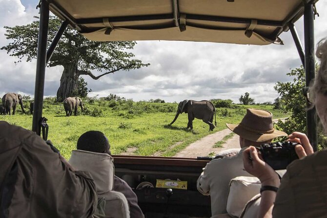 5 Days Mombasa,Tsavo East, Taita Salt Lick, Tsavo West, Amboseli, - Day 2: Taita Salt Lick and the water holes