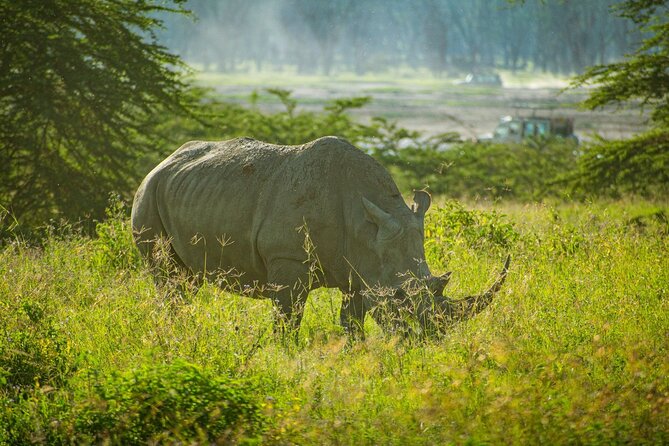 5 Days of Kenyan Magic: A Whirlwind Safari Adventure - Why this five-day route works