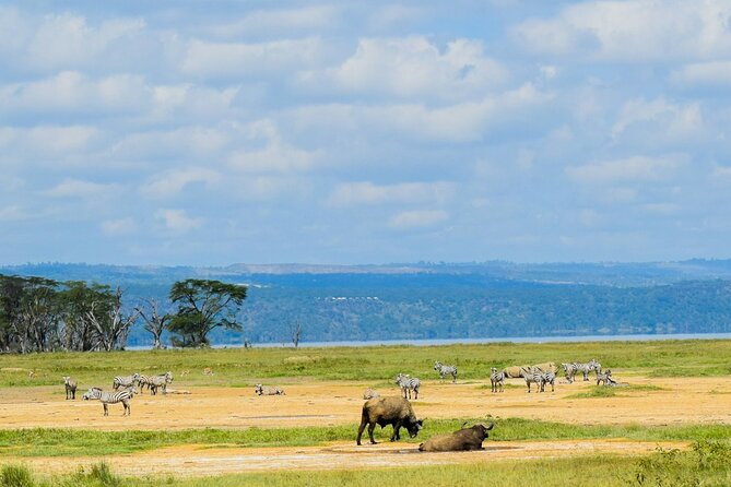5 Days of Kenyan Magic: A Whirlwind Safari Adventure - Day 3: From the Mara to Lake Nakuru