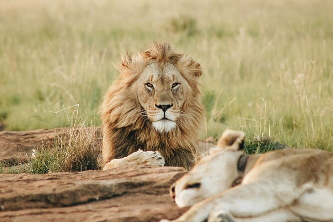 5 Days of Kenyan Magic: A Whirlwind Safari Adventure - Day 1: Nairobi to the Masai Mara