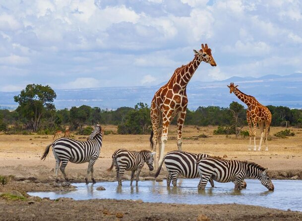 5 Days Ol Pejeta-Lake Nakuru-Masai Mara Mid-Comfort Safari - A five-day route built around Kenya’s best-known parks