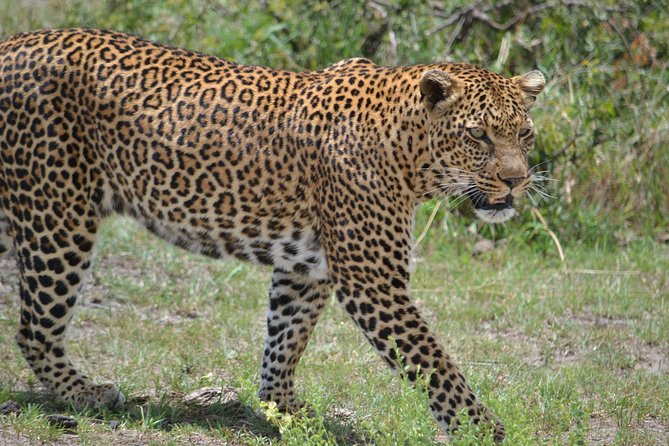 5 Days Ol Pejeta-Lake Nakuru-Masai Mara Mid-Comfort Safari - Day 1: Ol Pejeta and the northern white rhinos