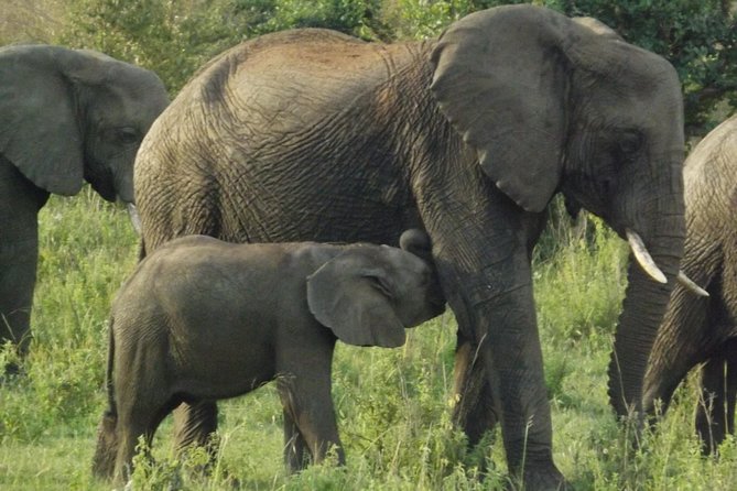 5 Days Ol Pejeta-Lake Nakuru-Masai Mara Mid-Comfort Safari - Day 4: A full day inside the Mara