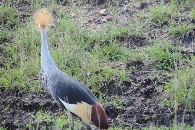 5 Days Ol Pejeta-Lake Nakuru-Masai Mara Mid-Comfort Safari - What $2,027.03 per person gets you