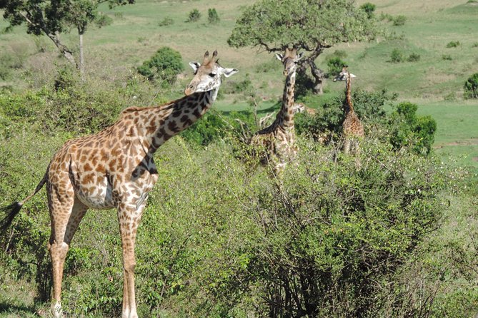 5 Days Ol Pejeta-Lake Nakuru-Masai Mara Mid-Comfort Safari - Transport, timing, and small details that matter