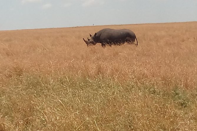 5 Days Safari to Amboseli N/P, Lake Naivasha, Maasai Mara N/R. - The big picture: three Kenyan parks in five days