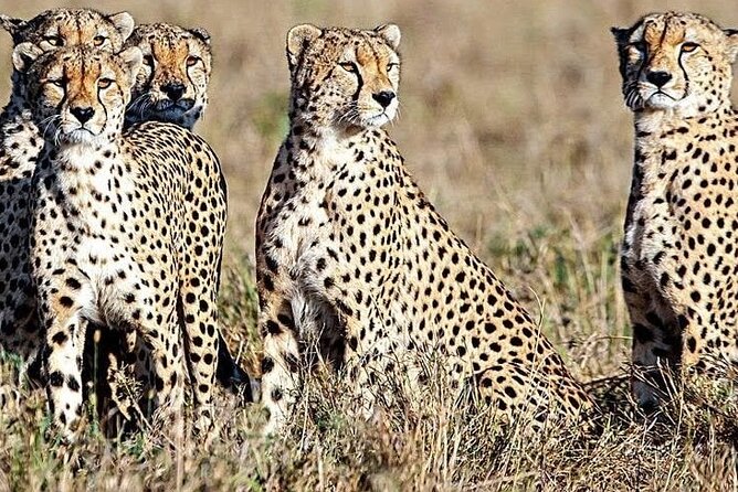 5 Days Safari to Amboseli N/P, Lake Naivasha, Maasai Mara N/R. - Day 5: Sunrise wildlife and the road back to Nairobi