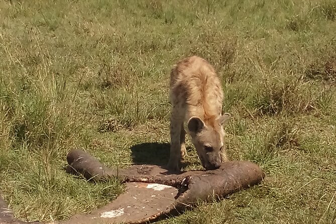 5 Days Safari to Amboseli N/P, Lake Naivasha, Maasai Mara N/R. - What the $2,800 price covers in practical terms