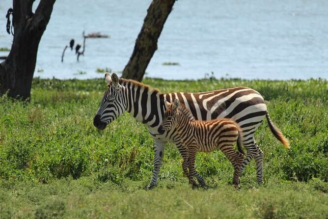 5 Days Safari to Amboseli N/P, Lake Naivasha, Maasai Mara N/R. - The guide can shape the whole safari