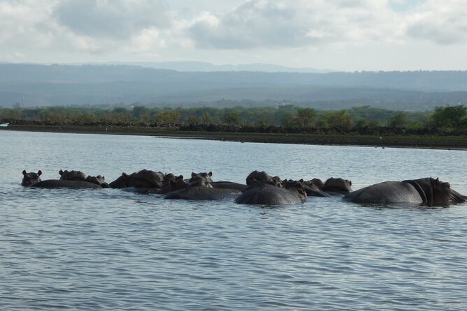 5 Days Safari to Amboseli N/P, Lake Naivasha, Maasai Mara N/R. - Day 1: Amboseli elephants beneath Mount Kilimanjaro