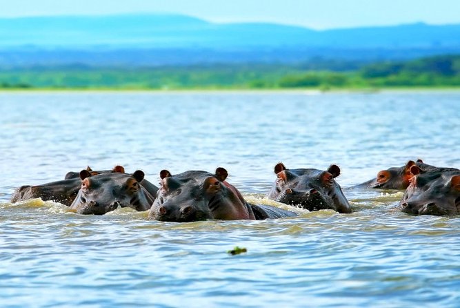 5 Days safari to Maasai Mara ,Lake Nakuru and Hell's gate national park - Two wildlife days in Maasai Mara