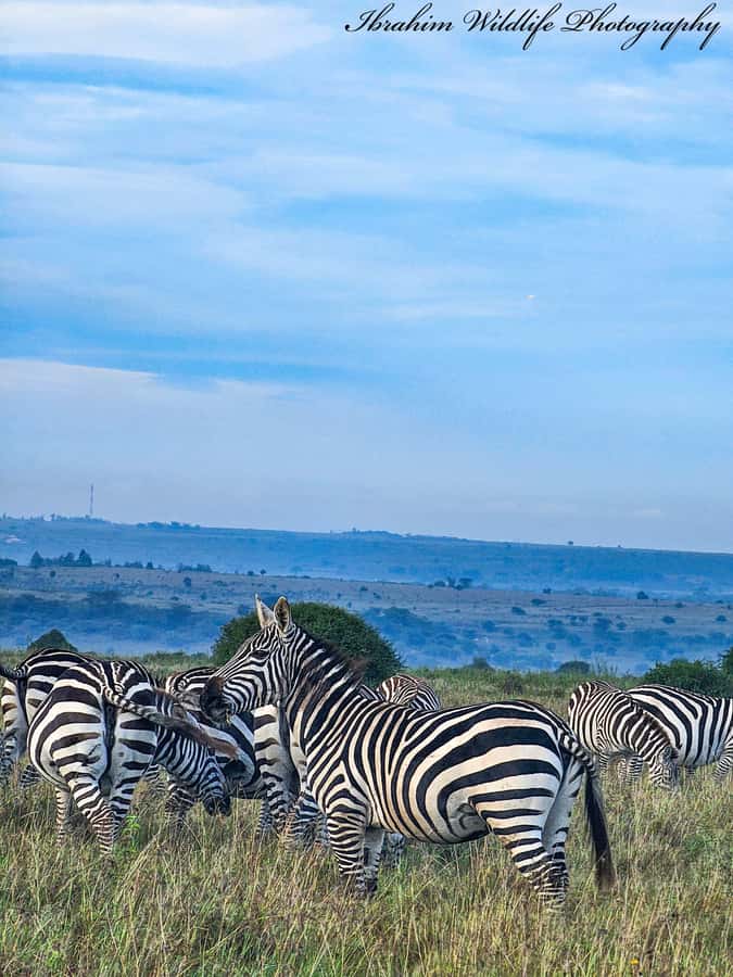 5-Hour Nairobi National Park 4x4 Safari with Free Pickup - Pickup, vehicle, and the five-hour plan