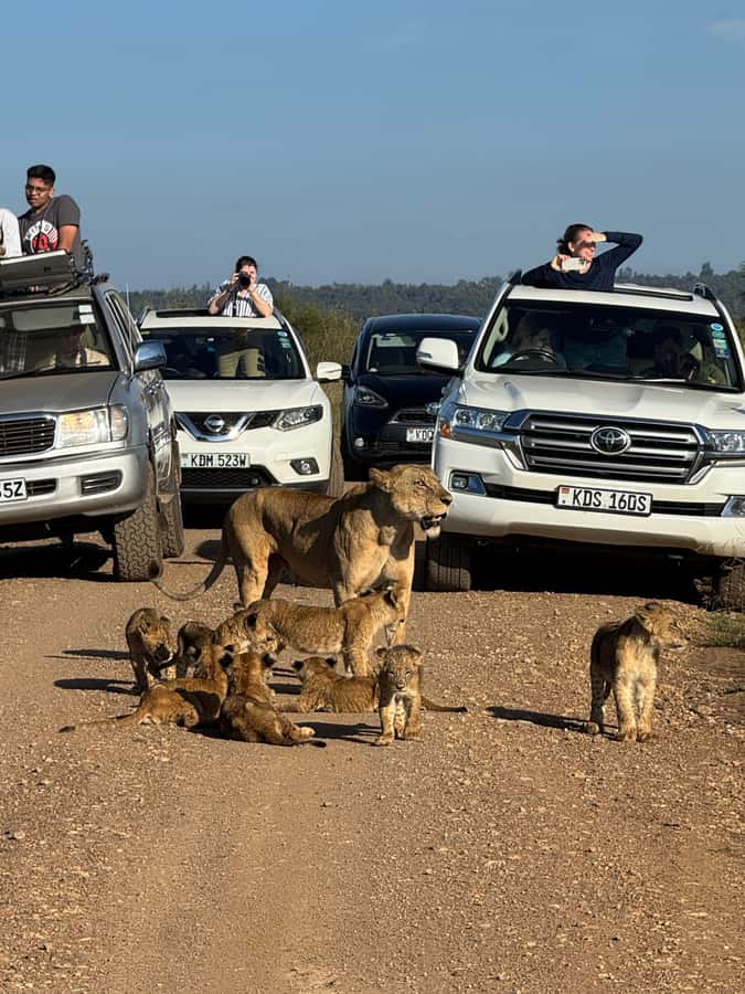 5-Hour Nairobi National Park 4x4 Safari with Free Pickup - The game drive: lions, rhinos, and the animals you may see
