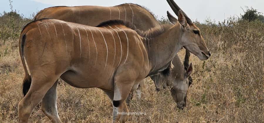 5-Hour Nairobi National Park 4x4 Safari with Free Pickup - Birds, Ivory Burning Site, and the conservation story