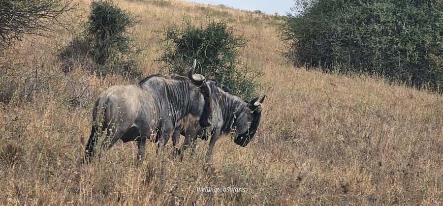 5-Hour Nairobi National Park 4x4 Safari with Free Pickup - What to bring and what to expect on board