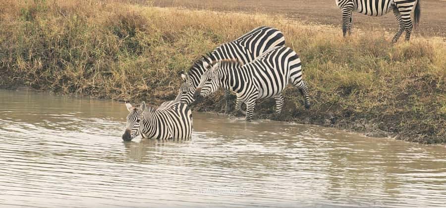5-Hour Nairobi National Park 4x4 Safari with Free Pickup - Should you book the 4x4 safari?
