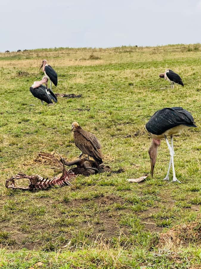 5-Hours Nairobi National Park Game Drive 4x4 Vehicle - A real safari without leaving Nairobi