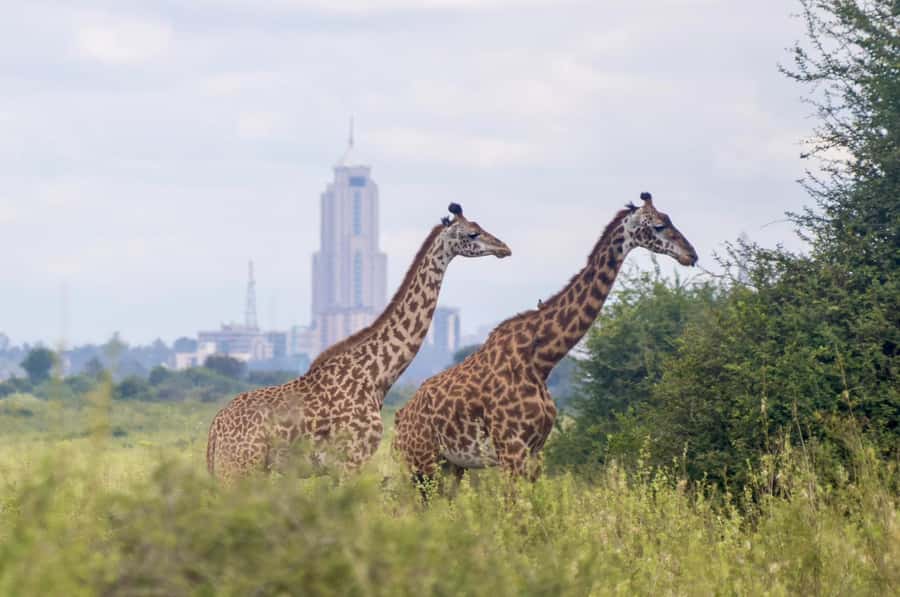 5-Hours Nairobi National Park Game Drive 4x4 Vehicle - The 30-minute Kazuri Beads Factory visit