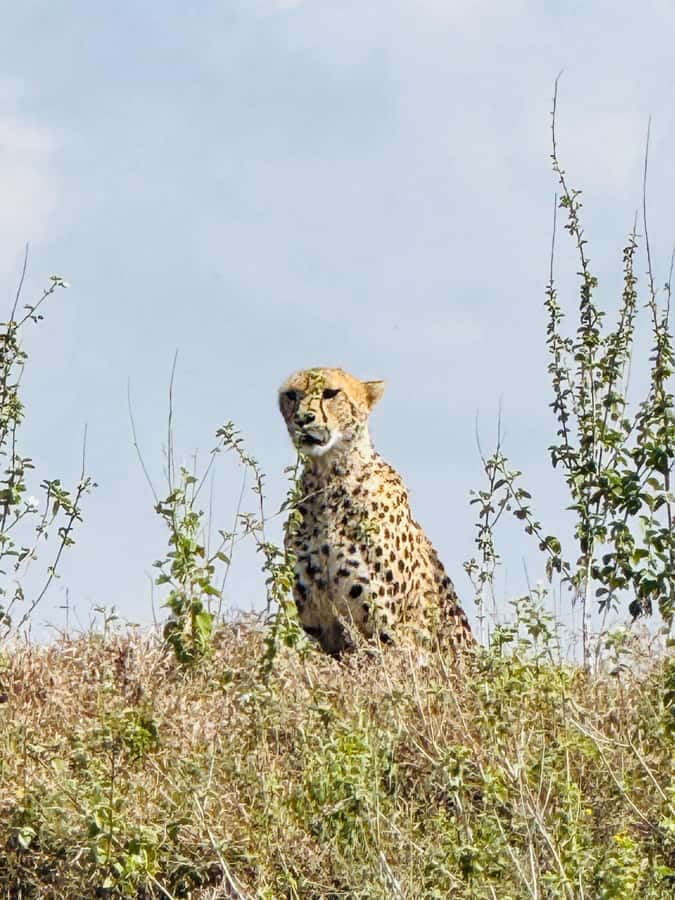 5-Hours Nairobi National Park Game Drive 4x4 Vehicle - What the $39 price really covers