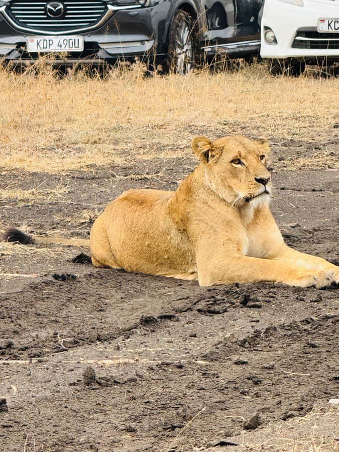 5-Hours Nairobi National Park Game Drive 4x4 Vehicle - Private groups and guide attention