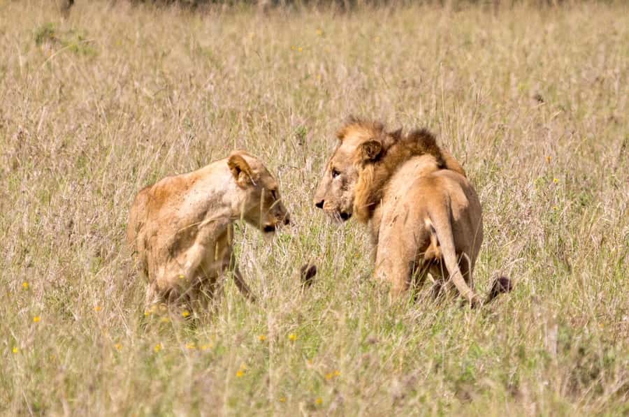 5-Hours Nairobi National Park Game Drive 4x4 Vehicle - Who will get the most from this tour