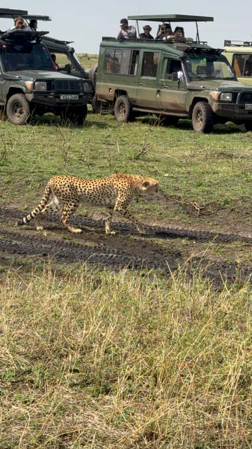 5-Hours Nairobi National Park Game Drive 4x4 Vehicle - Pickup from Nairobi and the 30-minute transfer