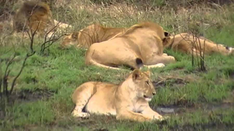 5 Hours Nairobi National Park Game Drive Tour 4x4 Open Roof - A city morning that quickly turns wild