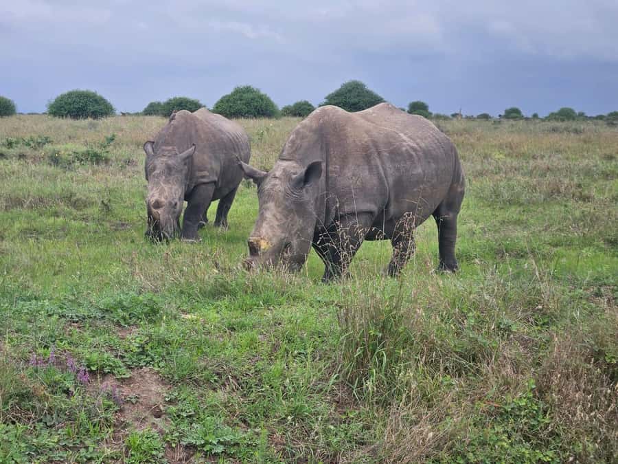5 Hours Nairobi National Park Game Drive Tour 4x4 Open Roof - Why sunrise is worth the early alarm