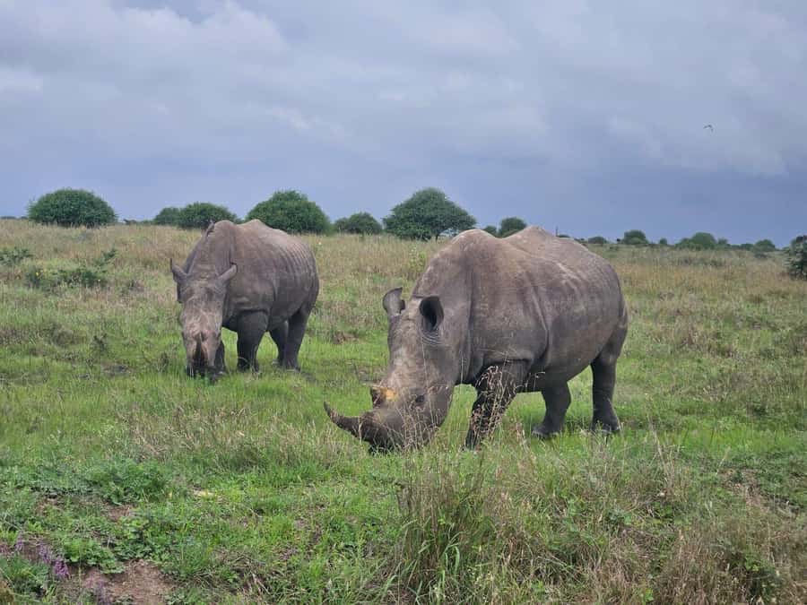 5 Hours Nairobi National Park Game Drive Tour 4x4 Open Roof - What you might see from the 4x4