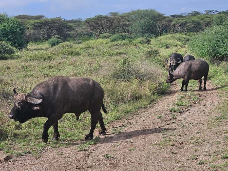 5 Hours Nairobi National Park Game Drive Tour 4x4 Open Roof - The open roof and the practical side of viewing