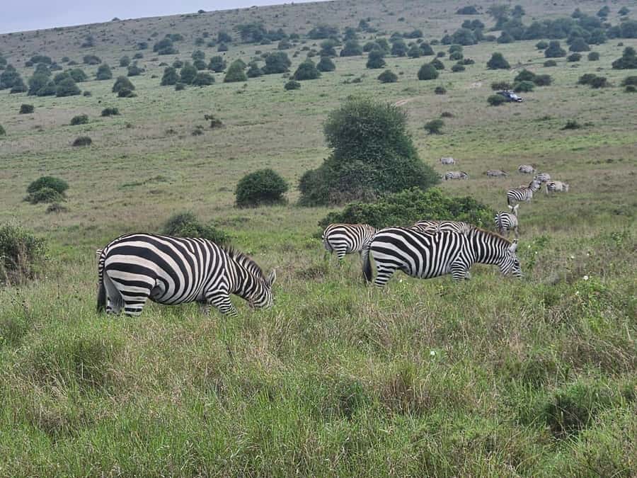 5 Hours Nairobi National Park Game Drive Tour 4x4 Open Roof - Kobe Beads and the optional add-ons