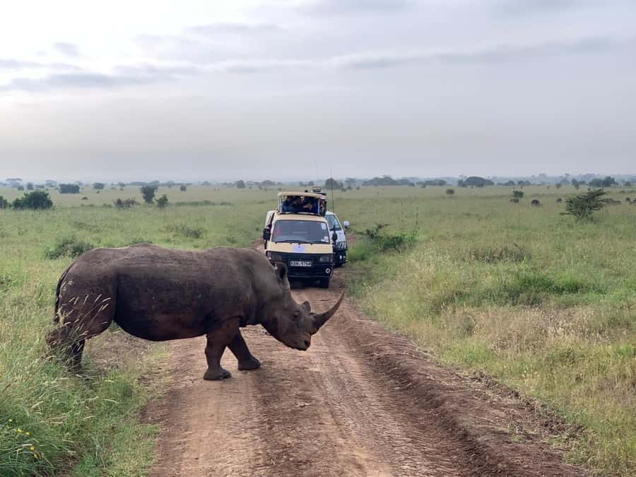 5 Hours Nairobi National Park Game Drive Tour 4x4 Open Roof - What the $80 price really buys you