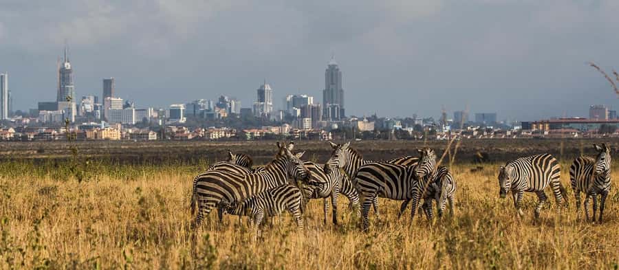 5 Hours Nairobi National Park Game Drive Tour 4x4 Open Roof - Timing, airport plans, and booking details