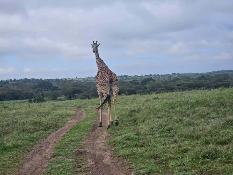 5 Hours Nairobi National Park Game Drive Tour 4x4 Open Roof - Three ecosystems in a compact park