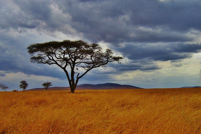 5days Tour Tsavo East & west, Amboseli from Mombasa / Nairobi - Day three: Moving on to Amboseli