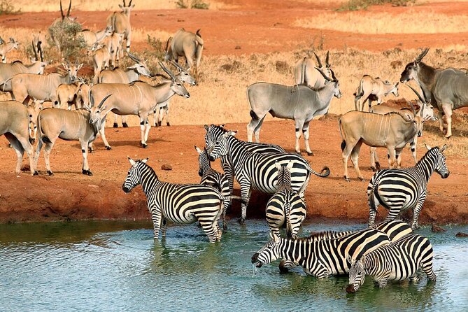 5days Tour Tsavo East & west, Amboseli from Mombasa / Nairobi - What the $1,099 price covers