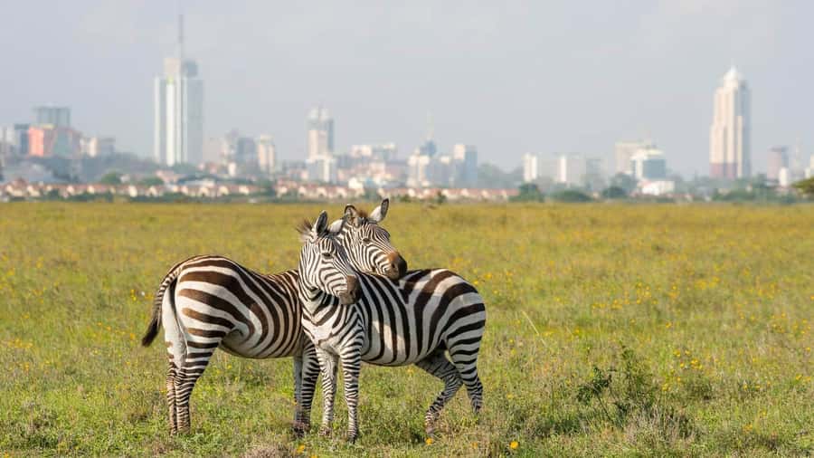 5Hrs Nairobi National Park MorningEvening Gamedrive 4x4 Van - A Safari With Nairobi’s Skyline in the Frame