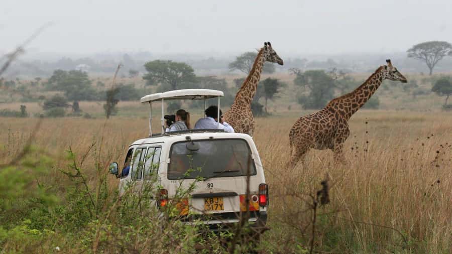 5Hrs Nairobi National Park MorningEvening Gamedrive 4x4 Van - The Pop-Up Roof and the Bumpy Roads