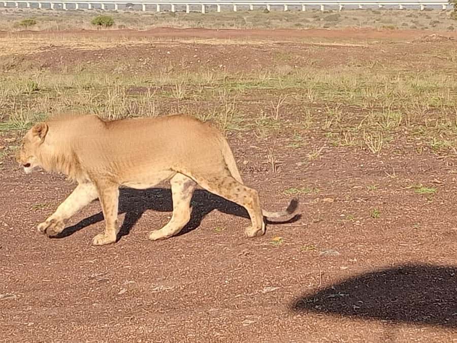 5Hrs Nairobi National Park MorningEvening Gamedrive 4x4 Van - The Kobe Beads and Leather Factory Stop