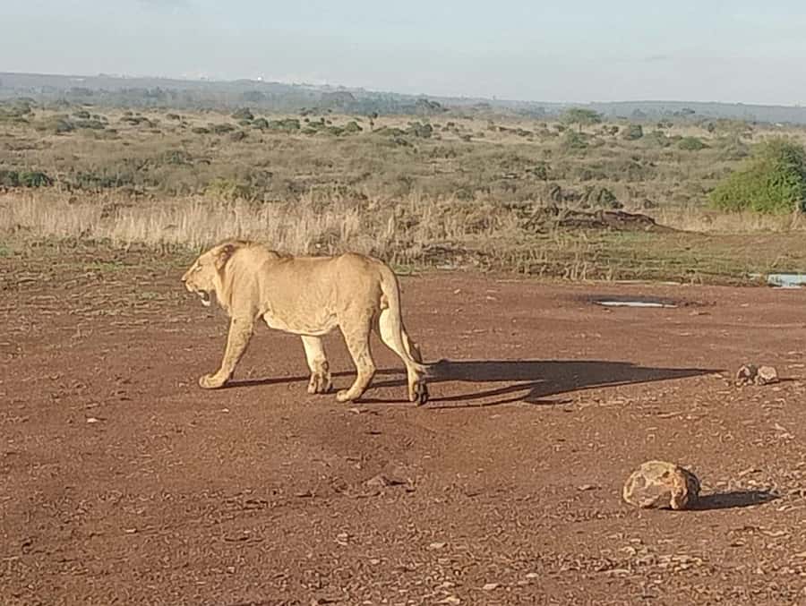 5Hrs Nairobi National Park MorningEvening Gamedrive 4x4 Van - Morning or Evening: Which Departure Fits You?