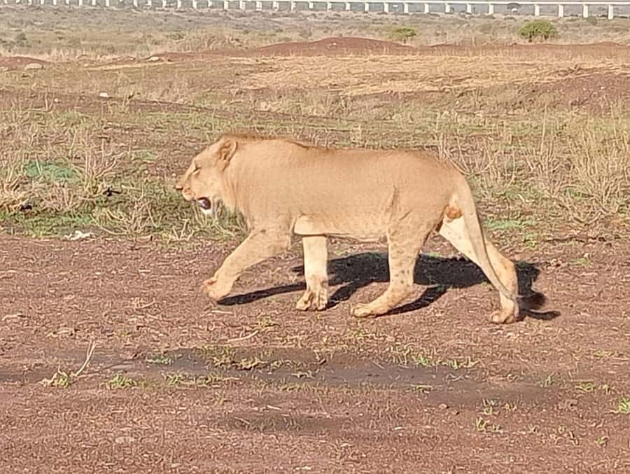 5Hrs Nairobi National Park MorningEvening Gamedrive 4x4 Van - What the $80 Price Really Buys